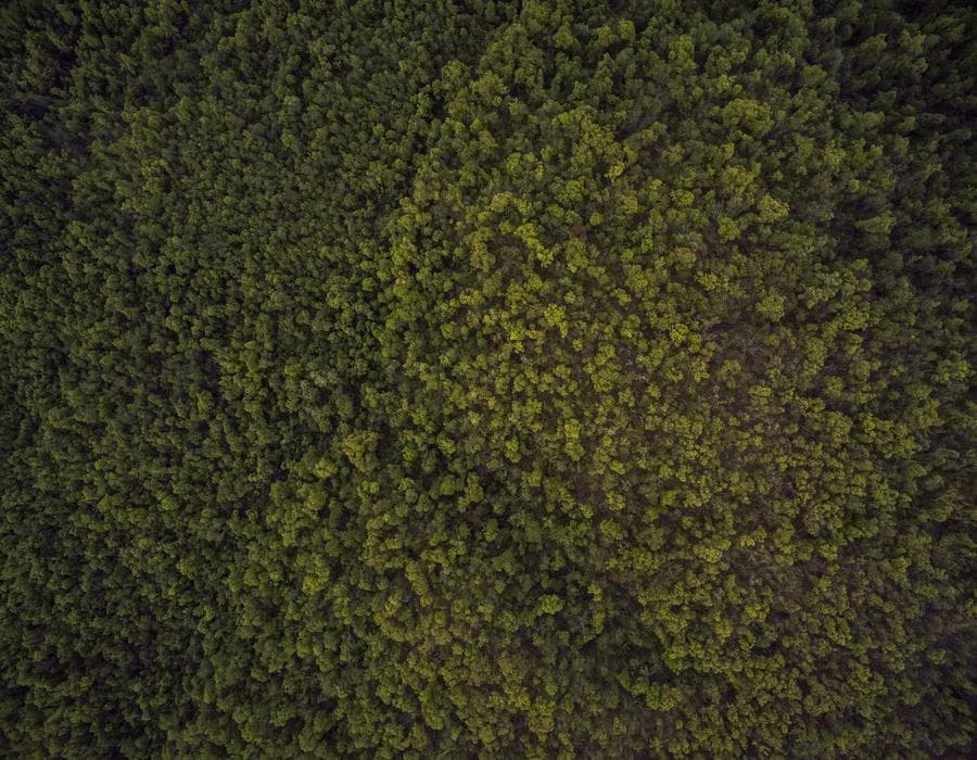 Cosmeticieni – Constanța